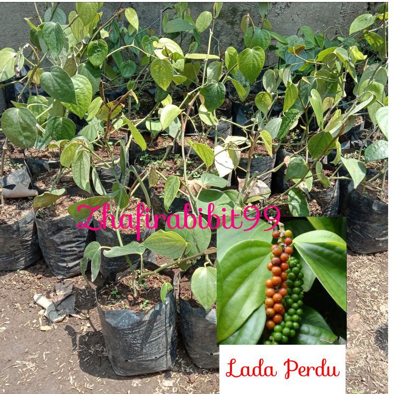 Bibit Lada Perdu Unggul