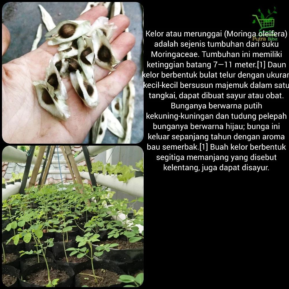 Bibit Pohon Kelor Tanaman Daun Herbal Shopee Indonesia