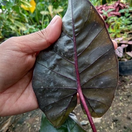 Tanaman Keladi Hitam - Sente Hitam - Lompong Hitam