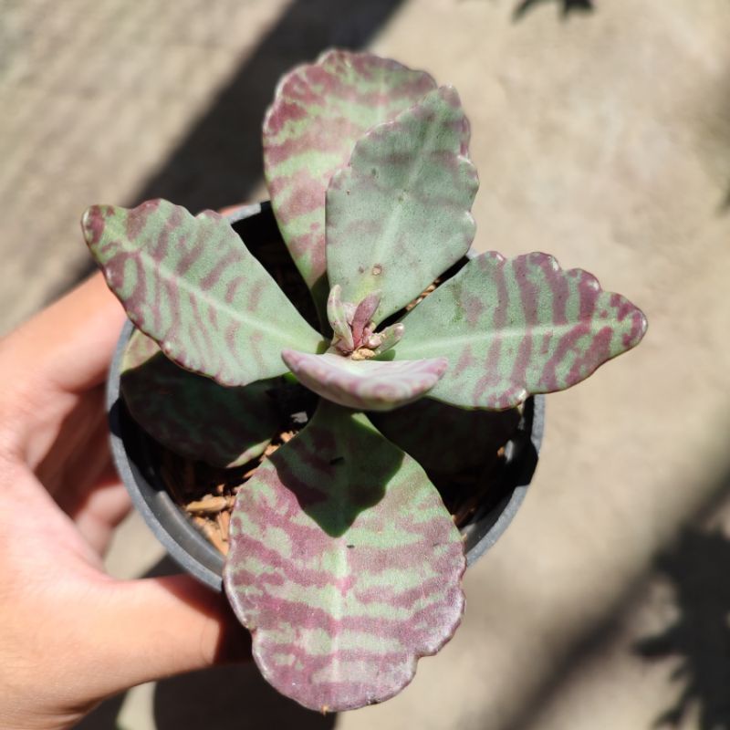 Kalanchoe humilis/ Kalanchoe