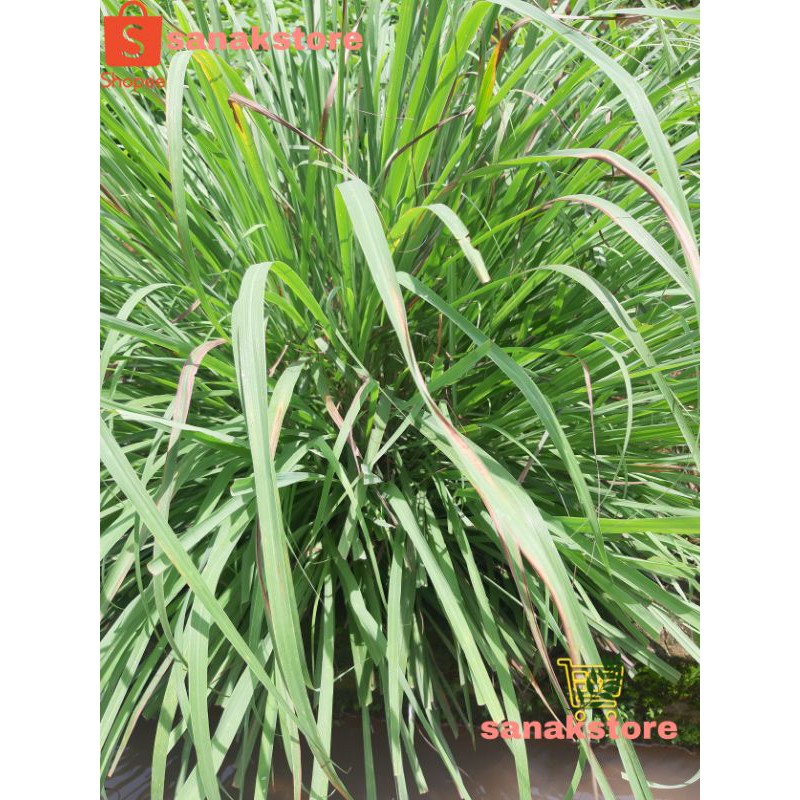 Bibit Serai Masak, Bibit Serai Dapur