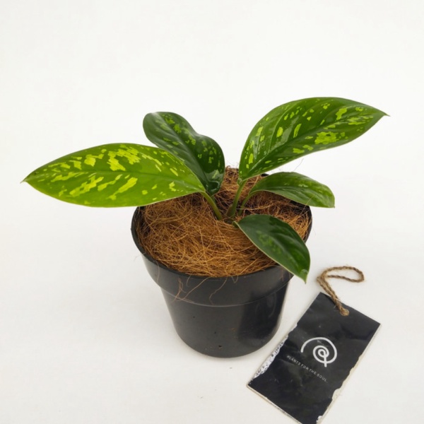 Jual Homalomena wallisii 'Army'  Adelonema Camouflage - tanaman hias - S Diskon