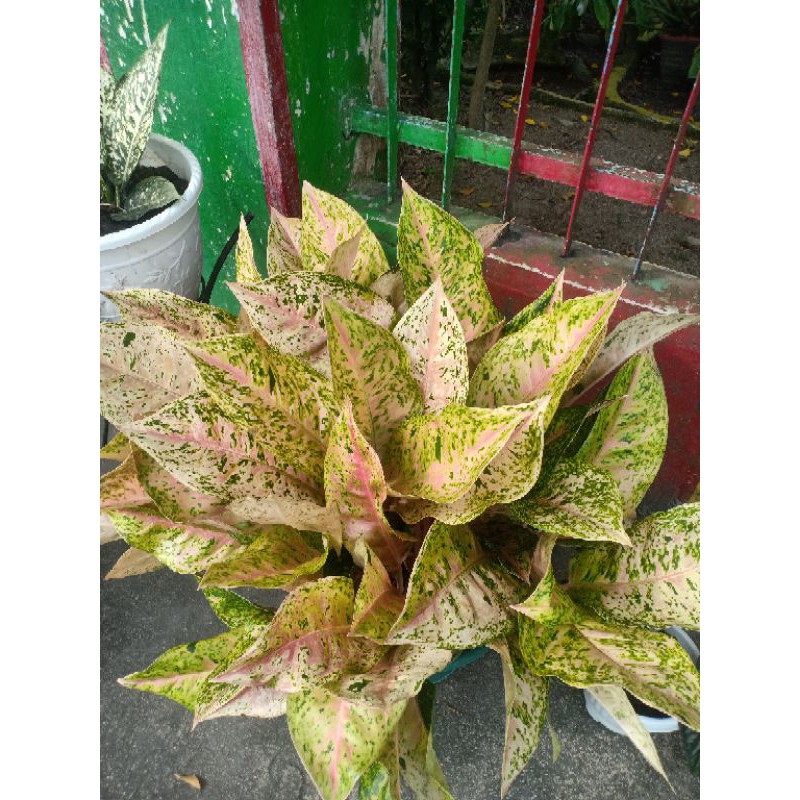aglonema big Roy mutasi