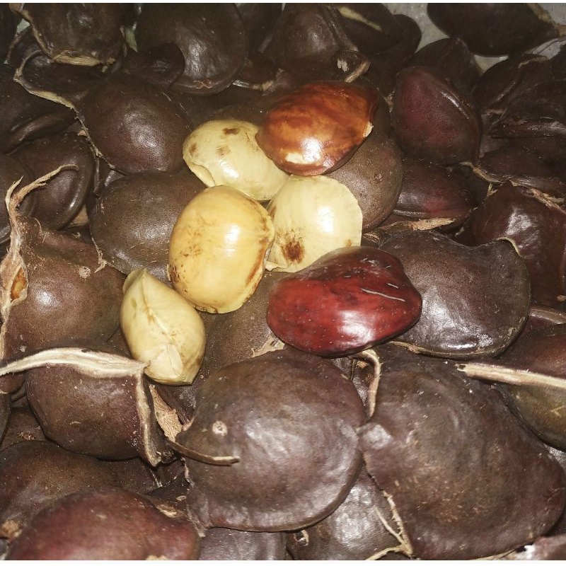 

jengkol organik