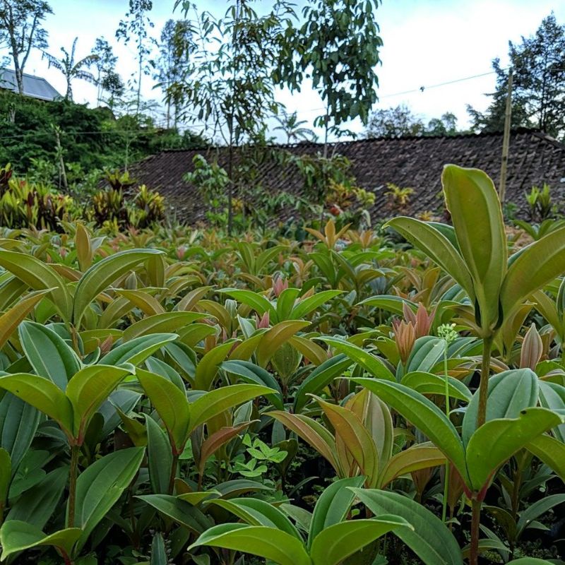 DIARY PETANI - Tanaman Parijoto Hidup Siap Berbuah