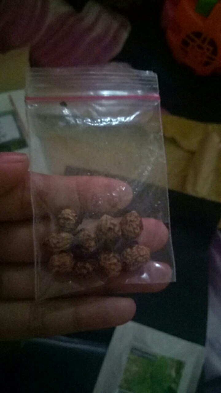 10 Benih Biji Pohon Bidara Arab