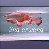 ikan arwana super red sb