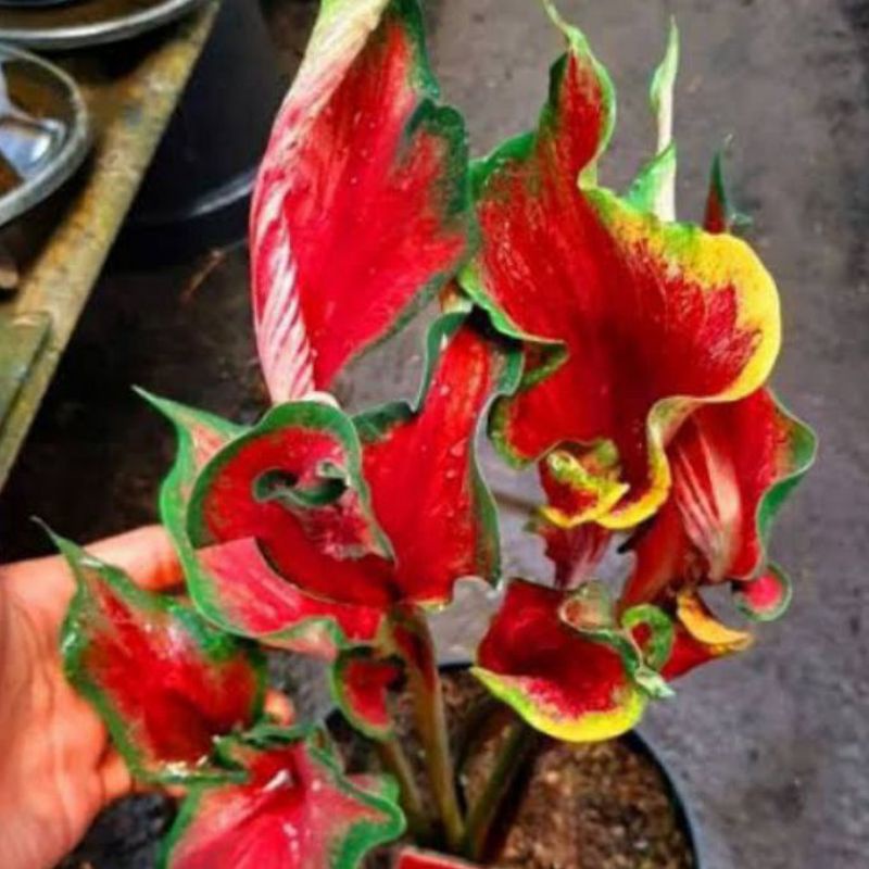 PROMO tanaman hias umbi caladium red peacock keladi hias