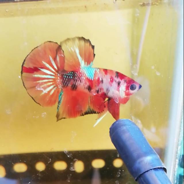 Ikan cupang nemo galaxy