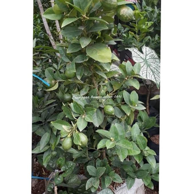 Tanaman Pohon Jeruk Lemon Tree Sudah Berbuah