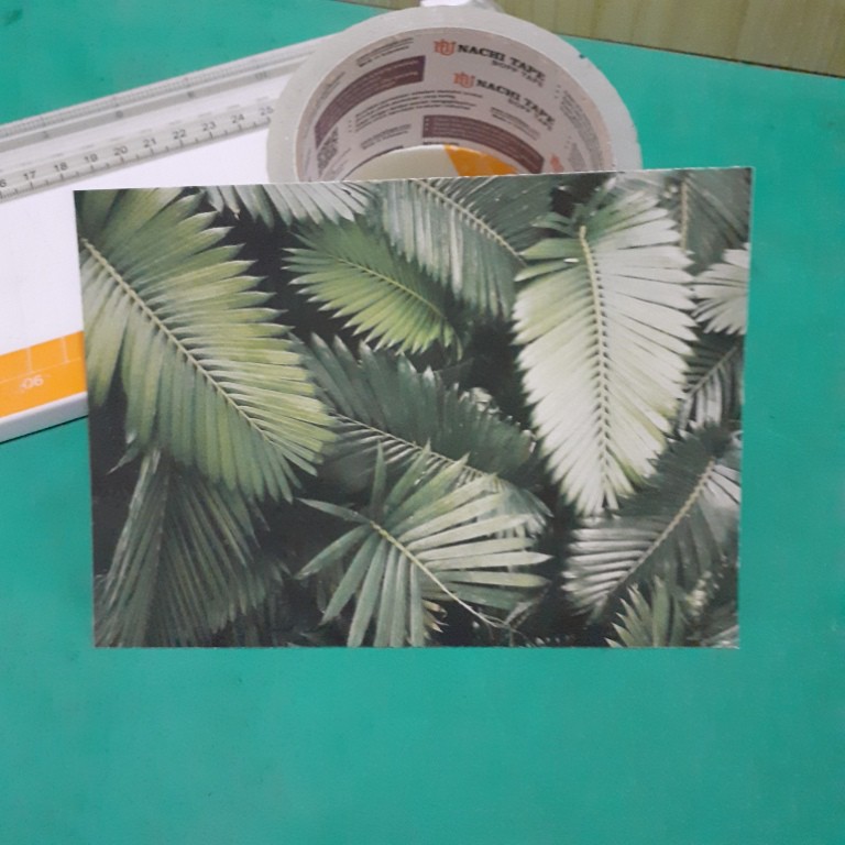 

[A-26] Kartu Pos/Postcard Daun Palem