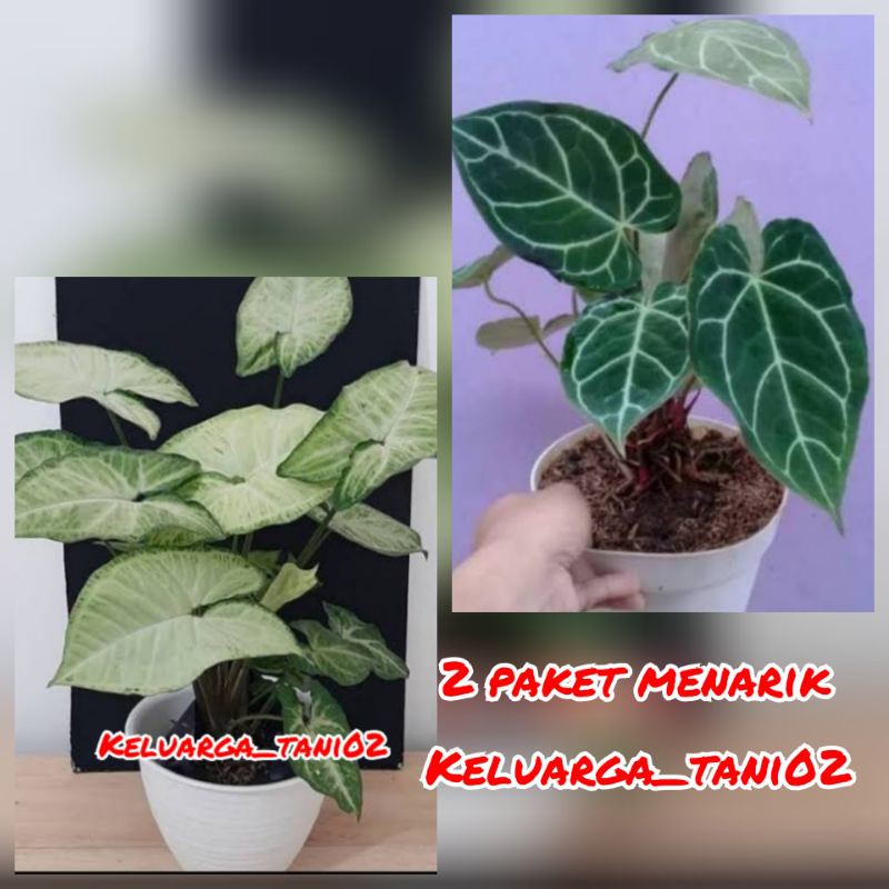 

2 Paket Keren Caladium Susu dan Kuping Gajah