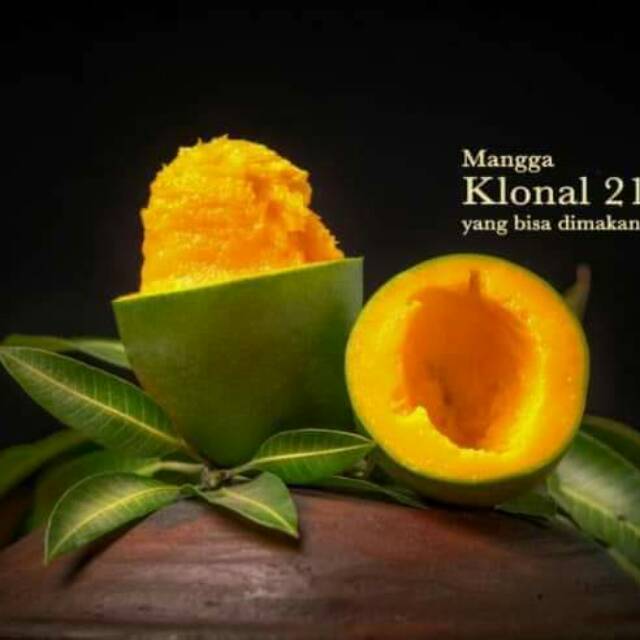 

Mangga klonal 21