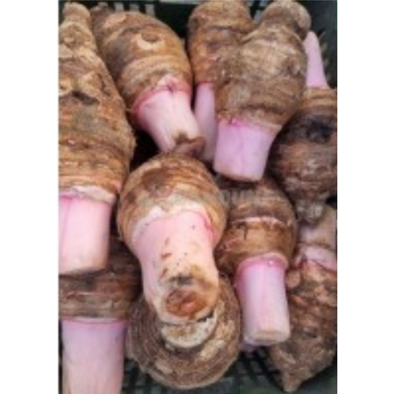

talas Bogor 1kg