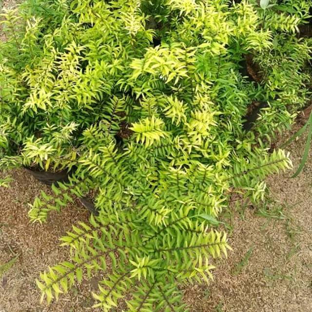 Bibit Bahan Bonsai Anting Putri Micro