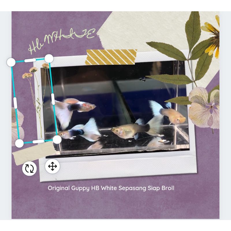 Guppy HB White Sepasang