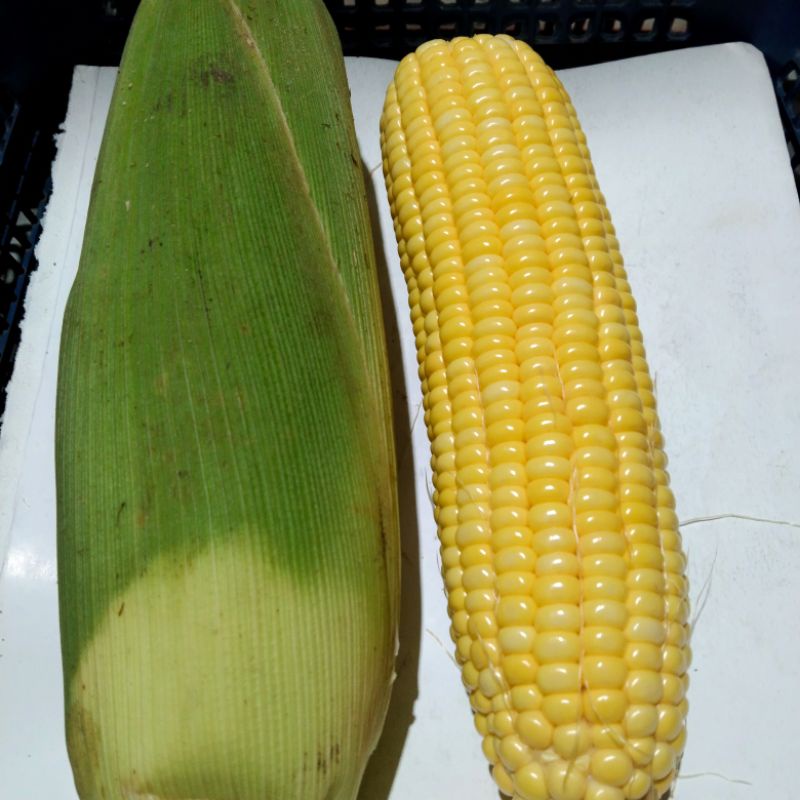 

jagung manis