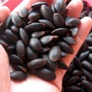 

Biji Kedawung SUPER / Kedawung 250 gram dan 500 gram