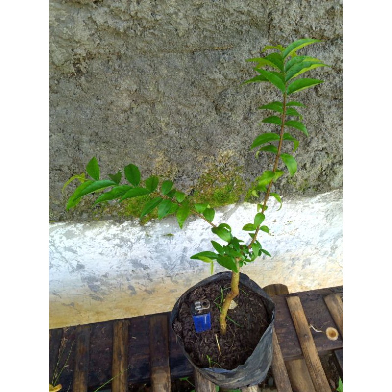 Anting putri bahan mame