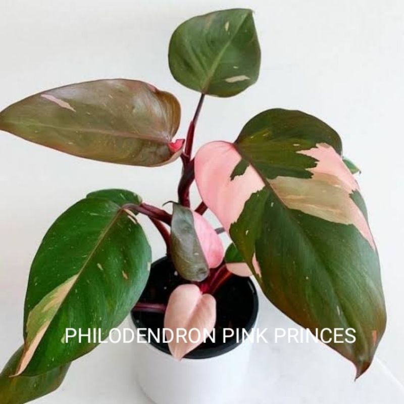 bibit bonggol Philodendron pink princes