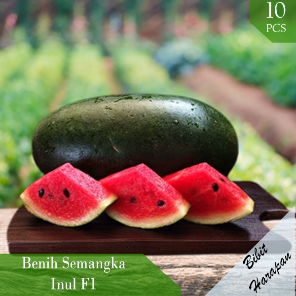 Bibit Benih Biji Semangka Inul Watermelon Bibit Unggul
