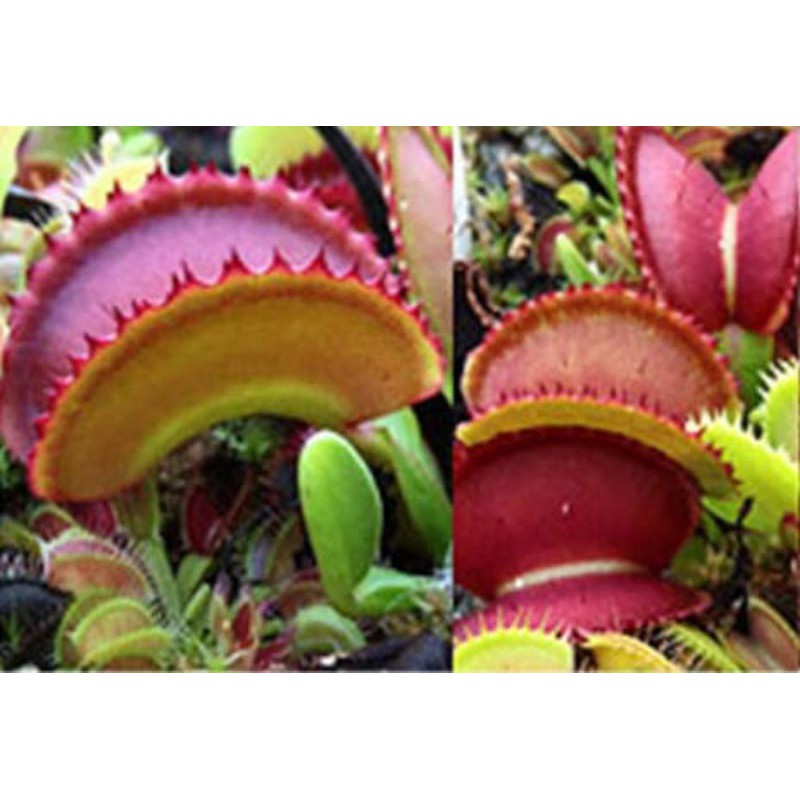 Tanaman karnivora venus flytrap vft isistius rare