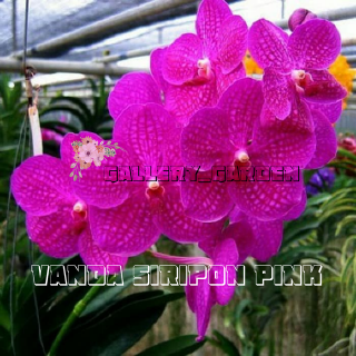 Bibit Tanaman Anggrek  Vanda  Siripon Pink Tanaman Anggrek  