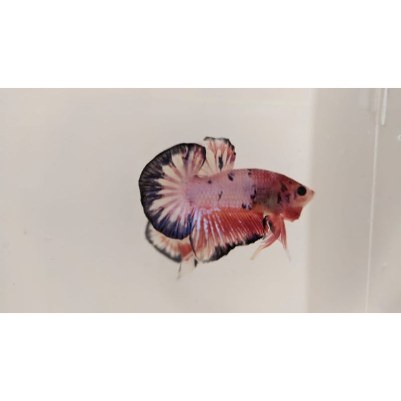 

CUPANG WHITE SCALE (WS)