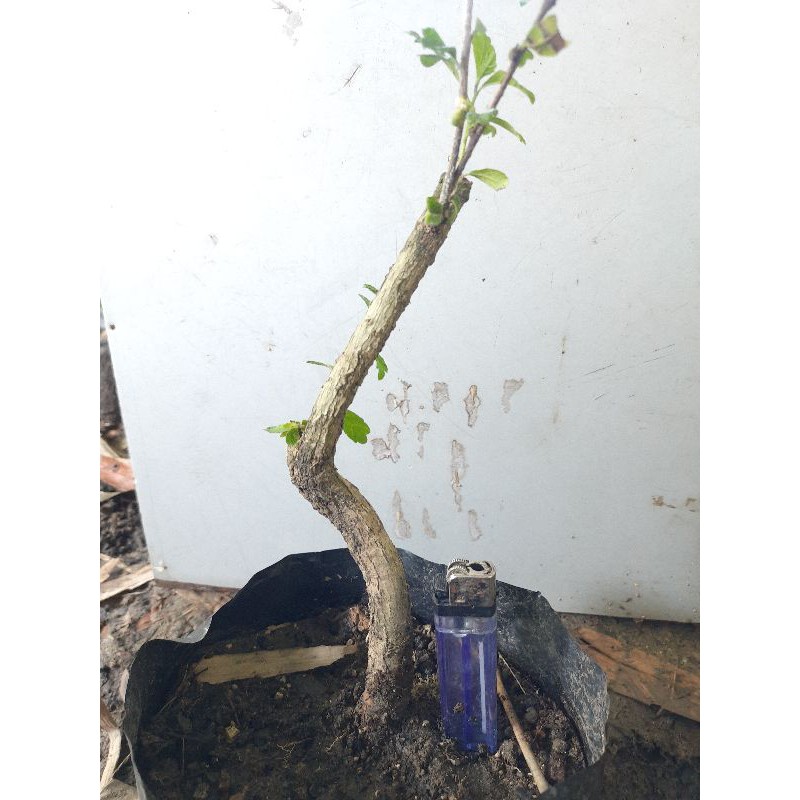 bahan bonsai hokianti lokal.