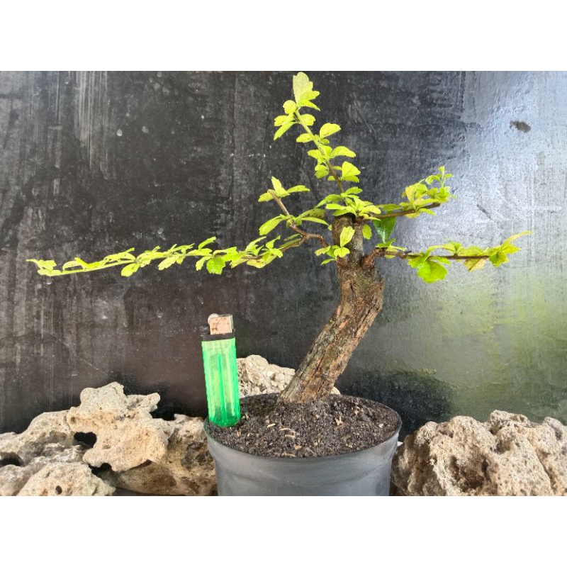 Bahan bonsai mame Hokianti / hokiantea lokal realpic | FlowerDay