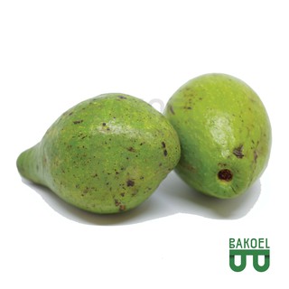 Alpukat Mentega Premium harga per buah Shopee Indonesia Alpukat Mentega Premium harga per buah Shopee Indonesia