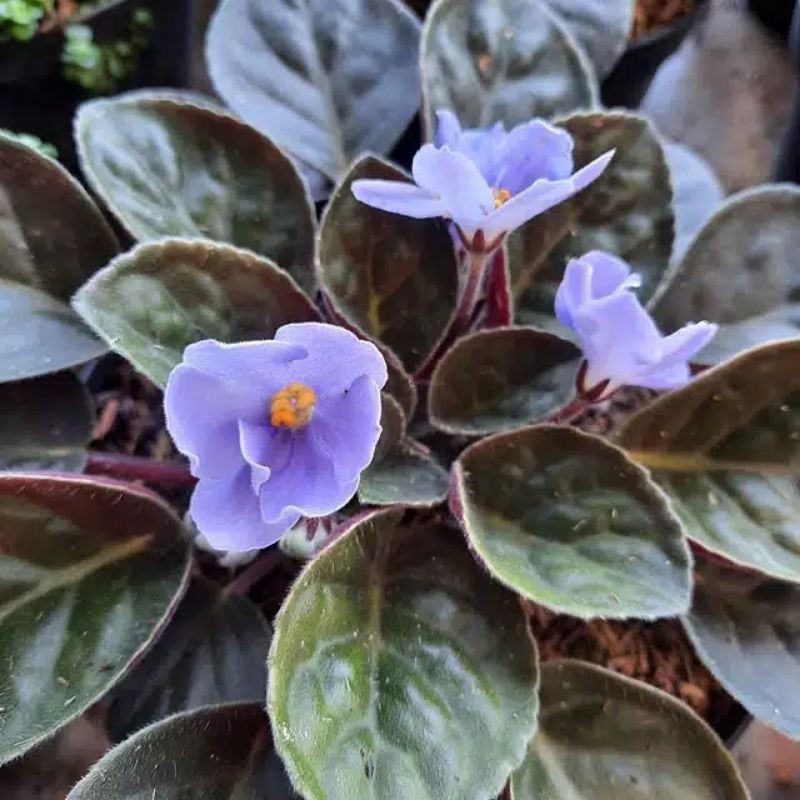 Tanaman Hias Begonia Violces Biru/Bunga Violces Mawar Biru /Violces Mawar Biru/Bunga Bertumpuk