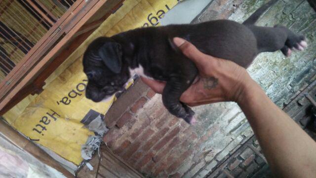 Fixit Laser Line Levelpro3 Kombinasi Meteran Laser Waterpass