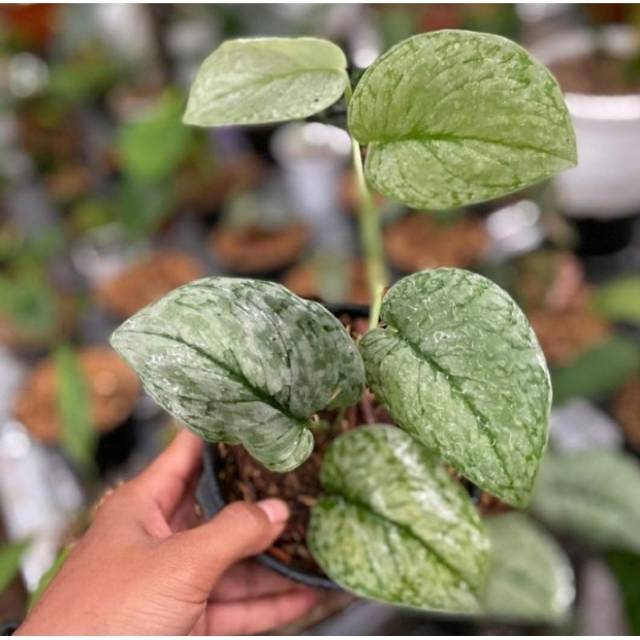 tanaman hias scindapsus pictus silver splash - scindapsus silver splas