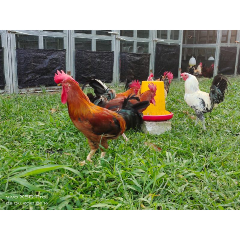 jantan ayam kampung yudistira usia 3-4 bulan