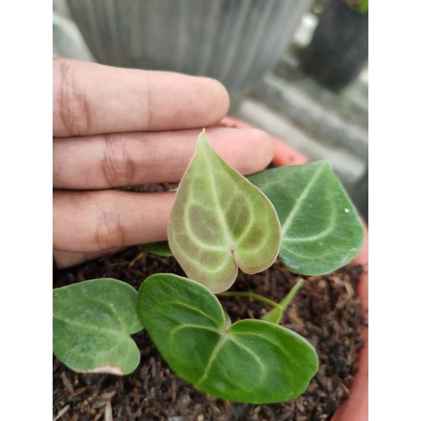 Anthurium Clarinervium Manik Merah Original kode Art.t