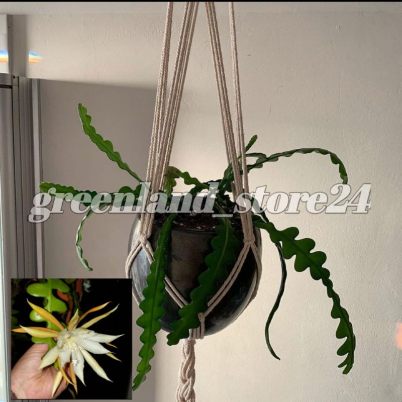 tanaman hias gantung Wijaya Kusuma keris - Wijaya Kusuma keris - Wijaya kusuma