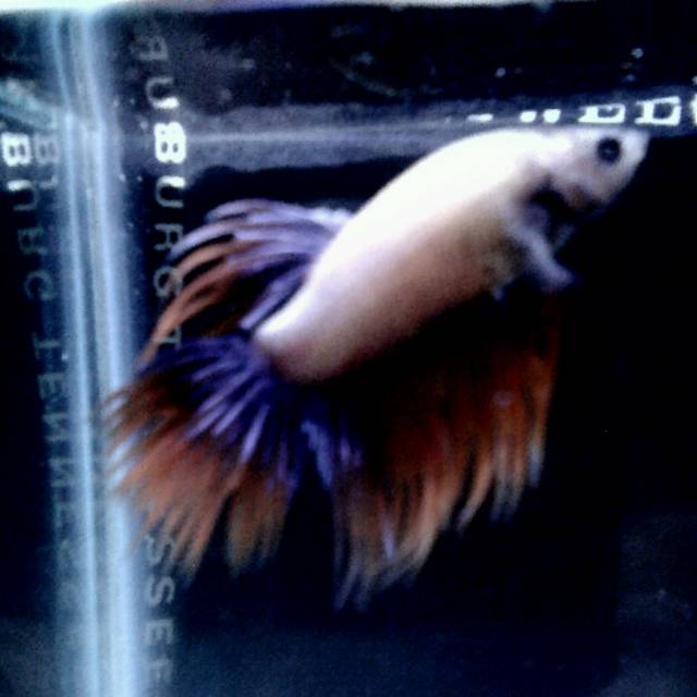 Paket Ikan Cupang crowntail,halfmoon,plakat,
