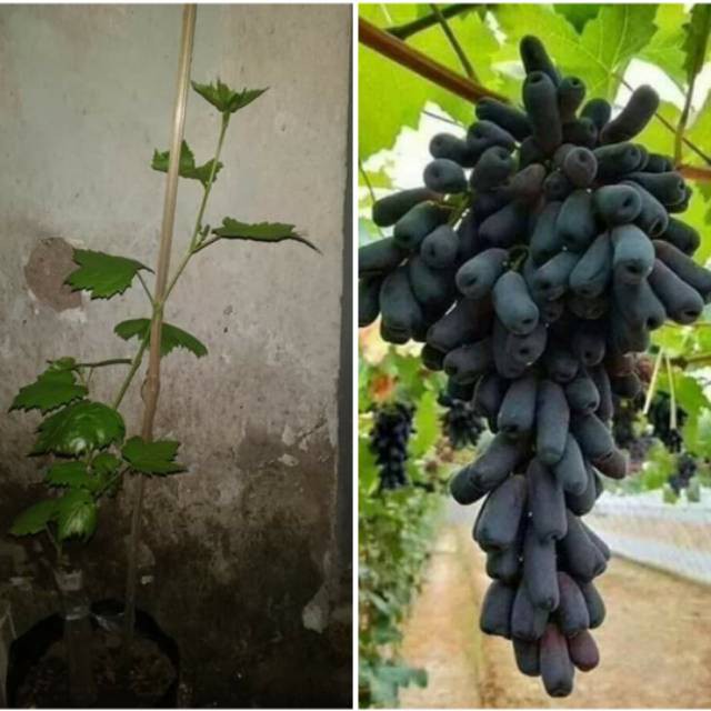 Bibit Buah Tanaman Anggur Moondrop