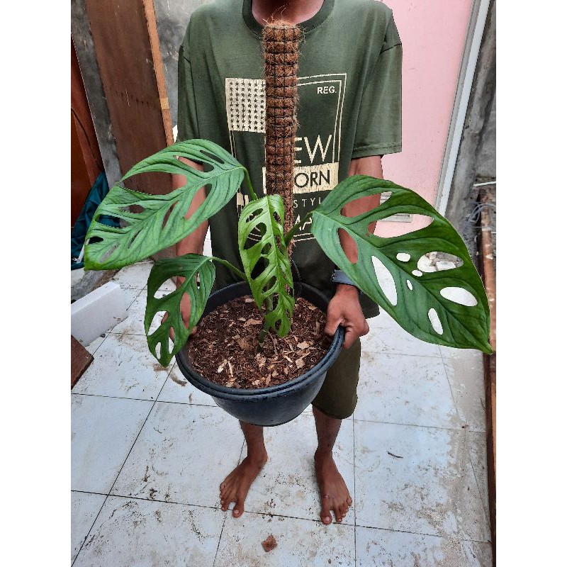 TANAMAN HIAS MONSTERA ACUMINATA JANDA BOLONG DAUN BESAR