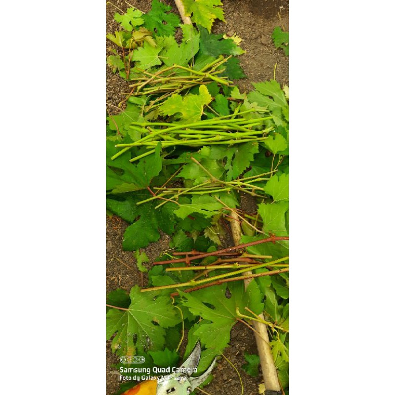 entres CRV anggur ningrat