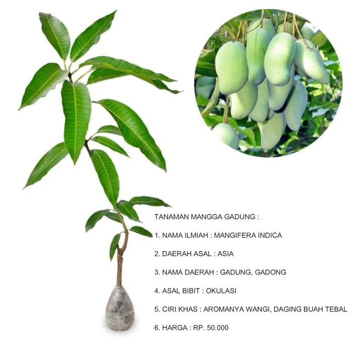 Bibit Mangga Gadung / Bibit Mangga Alpukat