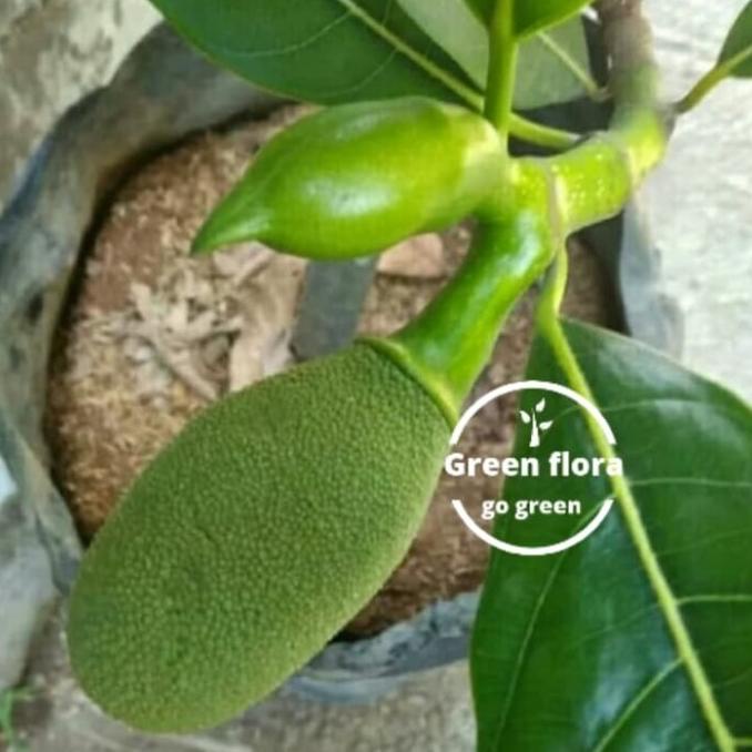 pohon nangka mini sudah berbuah-bibit pohon nangka mini-nangka kuning