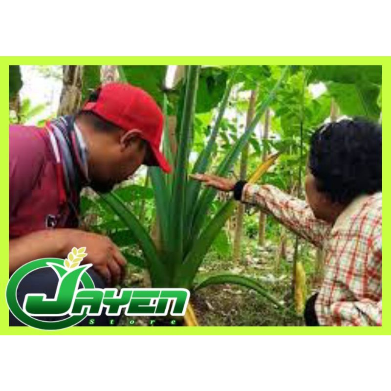 BIBIT MAHKOTA TALAS MBOTE SIAP TANAM