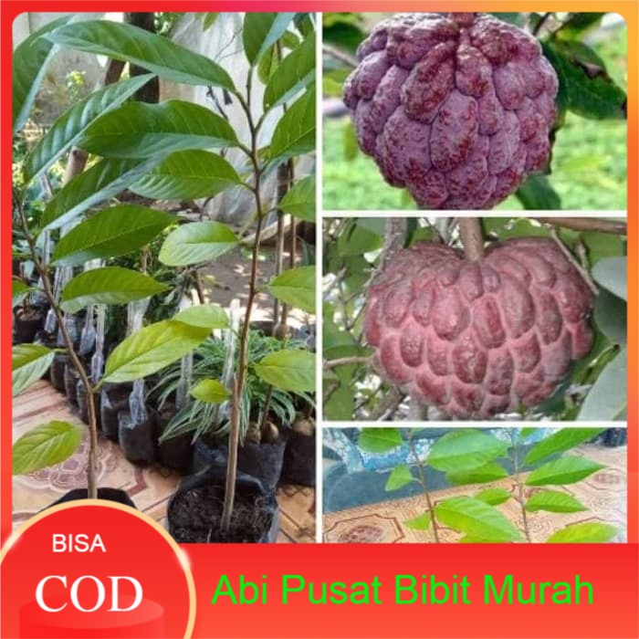 Bibit srikaya merah