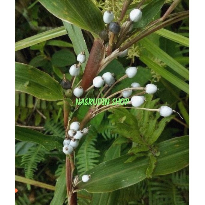 BUAH HANJELI 50 BIJI | BIBIT BIJI HANJELI MATANG | BUAH JALI JALI | BIJI JALI JALI | COIX LACRYMA-JO