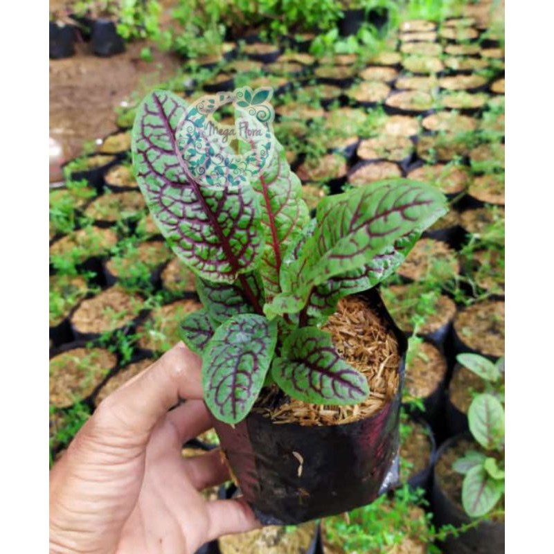 Tanaman Red Sorrel Veined - Rumex Acetosa - Bibit Sayuran Salad
