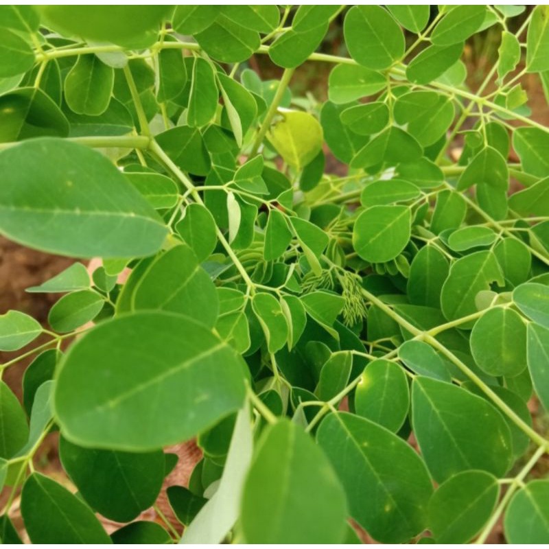 daun kelor segar 1 kg