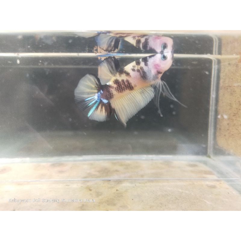 

cupang Yellow Koi Galaxy