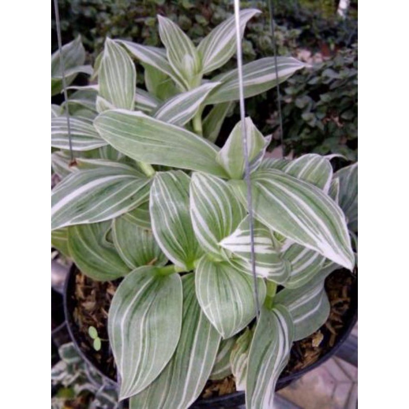 TANAMAN HIAS GANTUNG TRADESCANTIA FLUMINENSI